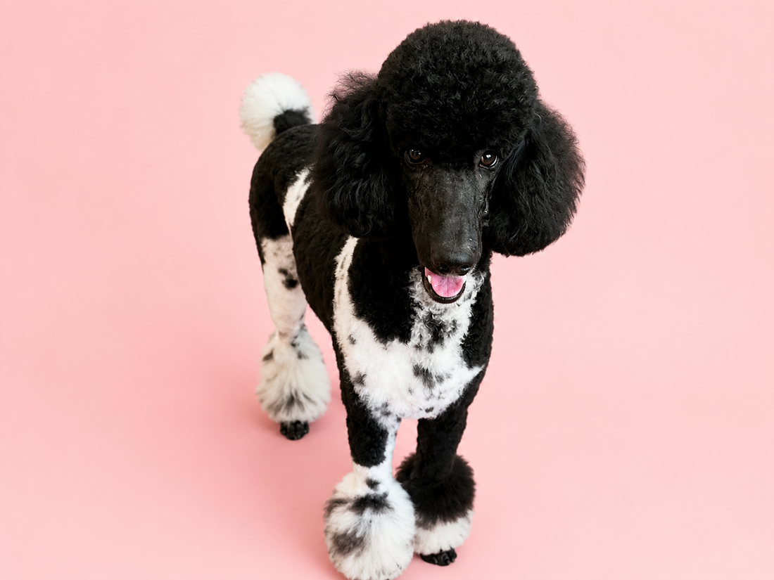 Paws for Pink - Bradford Elite September Event